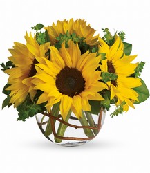 Sunny Sunflowers from Forever Flowers, flower delivery in St. Thomas, VI